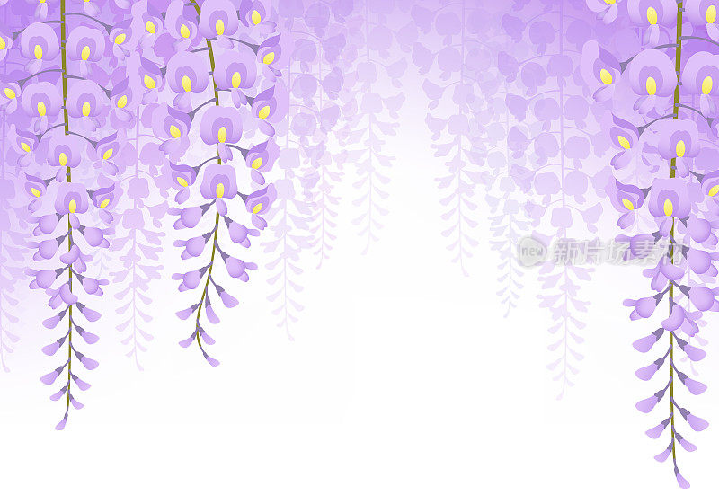 Background material of blooming purple wisteria flowers